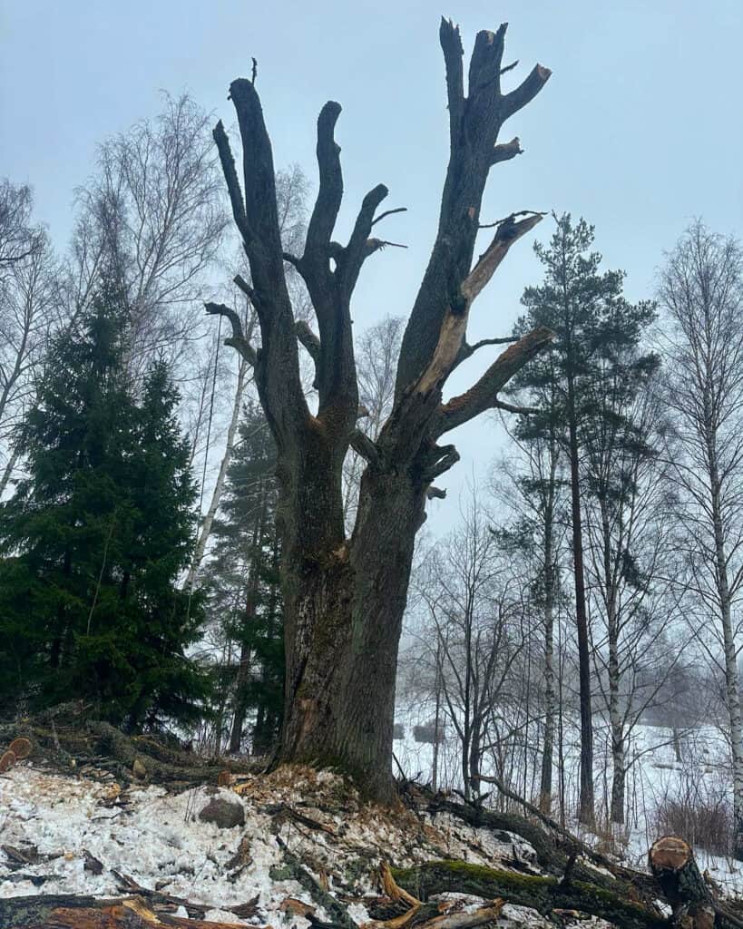 Du vill ha hjälp av en trädfällare med träd som det här i Upplands Väsby